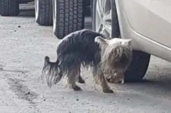 Пропала собака Мичи в Нягани