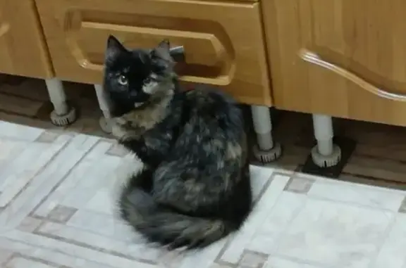 Пропала кошка Муся в Мариинске