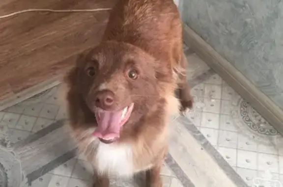 Собаки потеряшки, Москва, фото: Потеряшка собака в ЖК Красногорский, Нахабино