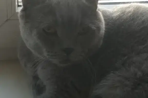 Найден серый британский кот на улице Ларина в Ростове-на-Дону