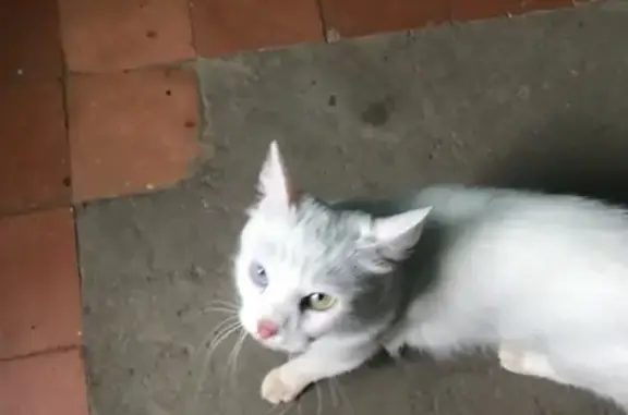 Найдена кошка на Суздальском пр-те 14