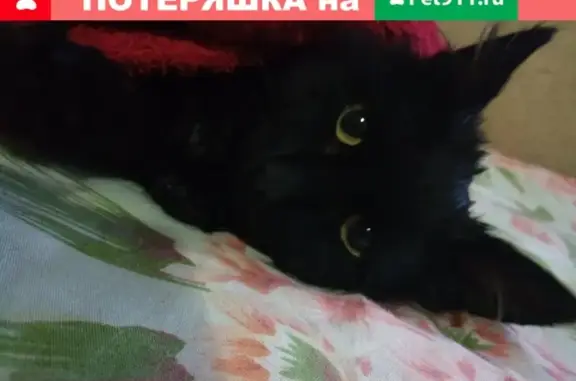 Найден котенок на Ленина 74, ищет новый дом