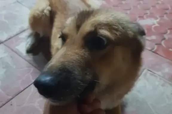 Пропала собака Лайка в Казани