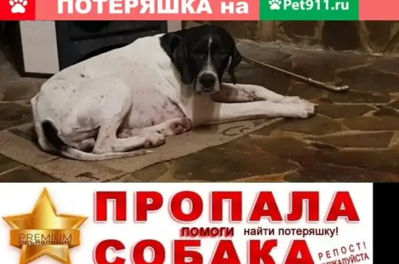 Пропала собака на Анапском шоссе, Новороссийск