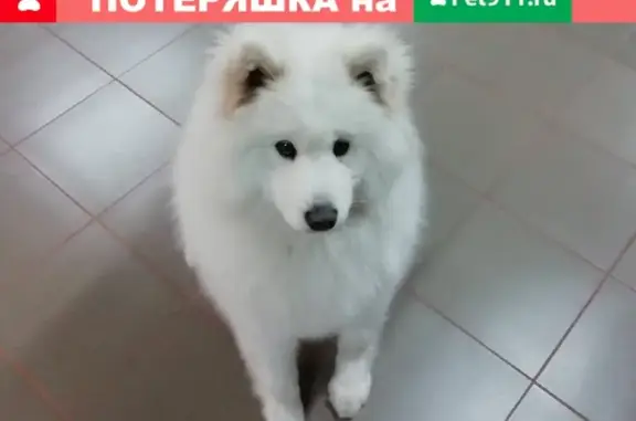 Пропала собака в Вознесенском, Нижегородская обл. (607340)