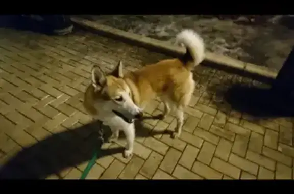 Потерянные животные Москва, фото: Пропала собака Байкал на ул. Плющиха, Москва