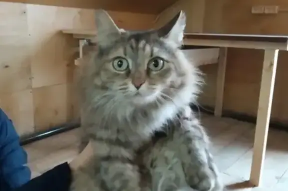 Ухоженная молодая кошка найдена в Владимире