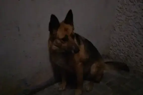 Найдена собака на улице Алексеевская, Саратов