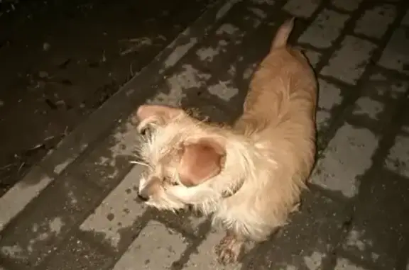Собака найдена в поселке Мечниково, ошейник золотого цвета