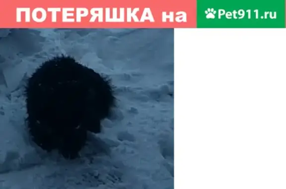 Пропала собака в Мелеузовском районе!