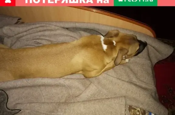 Собака найдена в Восточном микрорайоне Тюмени