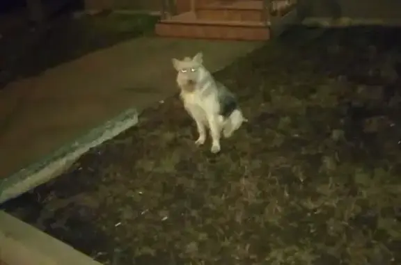 Найдена собака с красным ошейником в Кузьминках