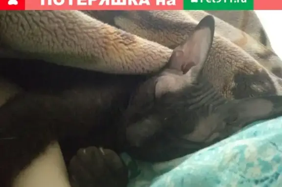 Пропала кошка в Тольятти, черный Сфинкс
