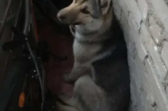 Найдена собака в Томске, ищет хозяина