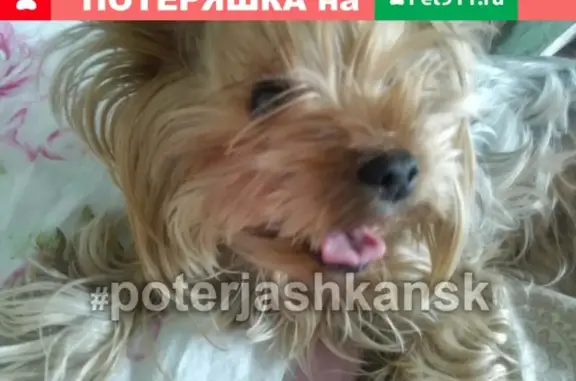 Пропала собака Йорк на пл. Станиславского, Новосибирск