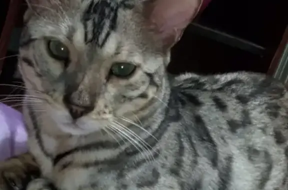 Кошки потеряшки, Пермь, фото: Потеряшка кот Магнус у парка Чехова, Пермь