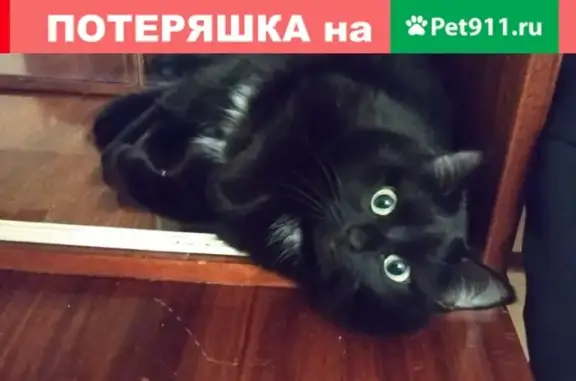 Кошки потеряшки, Киров, фото: Потеряшка кошка Буся на Дзержинского 62