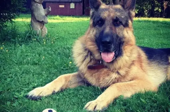 Собаки потеряшки, деревня Варваровка, фото: Потеряшка собака Тайгер в деревне Мансурово, Калужская область