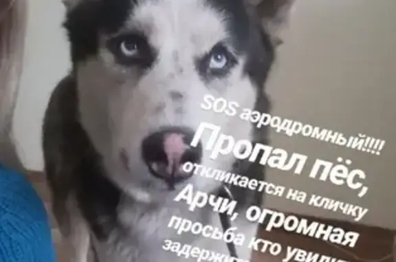 Пропала собака Арчи в Черногорске
