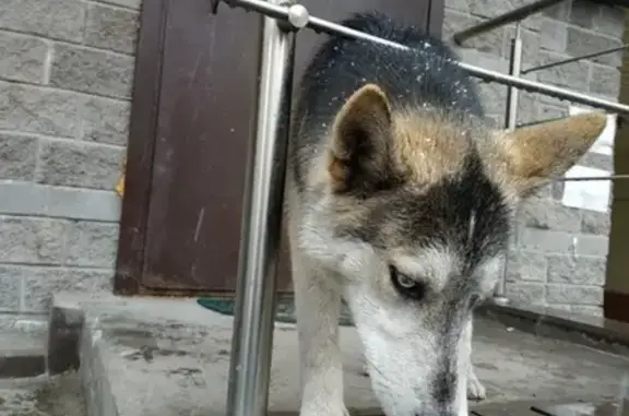 Найдена собака на Парнасе в СПб