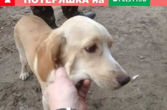 Потерян породистый пёс в Иркутске.