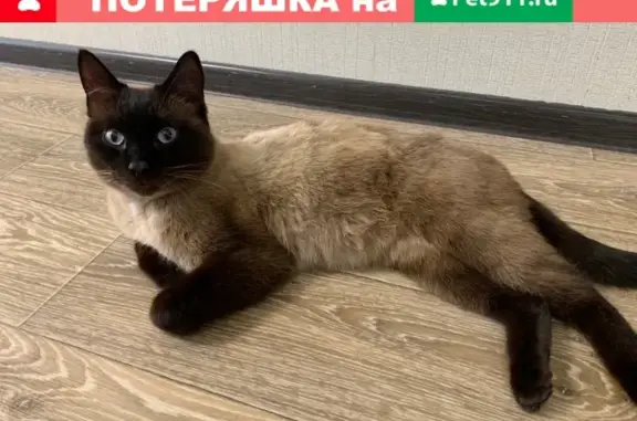 Найден сиамский кот на Марковцева 6