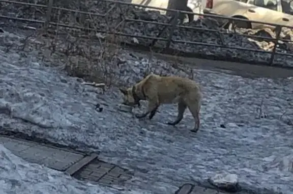 Собака Потеряшка возле студии в Комсомольске-на-Амуре