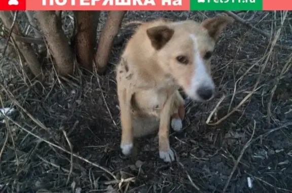 Найдена собака в Кировском районе, ищем хозяина!