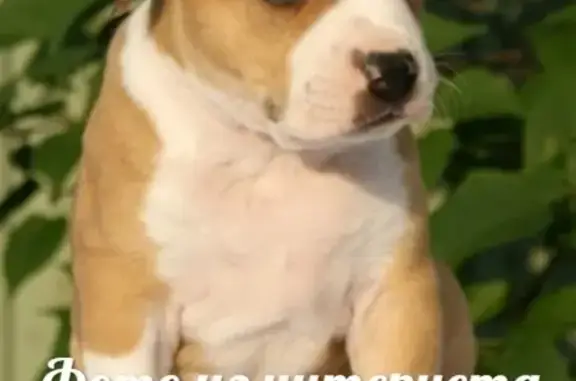 Собаки потеряшки, Санкт-Петербург, фото: Потеряшка щенок Ева в ЛО, п. Торики.