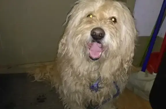 Пропала собака Бакс в Приморском районе СПб