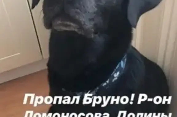 Пропала собака на улице Долина Уюта, Мурманск