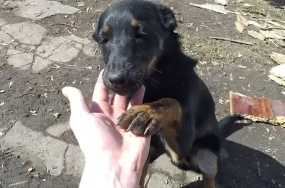 Найден щенок в Октябрьском районе!