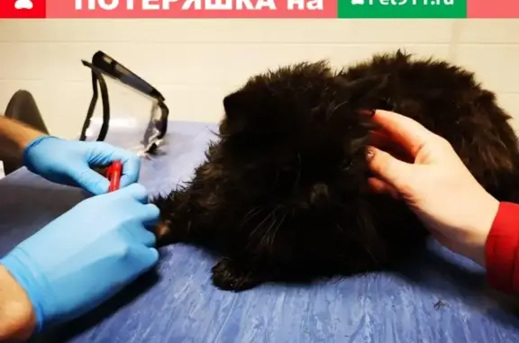 Найден черный кот в Ёксолово, ЛО