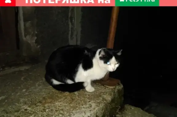 Найден кот Мурманск, пр. Кирова