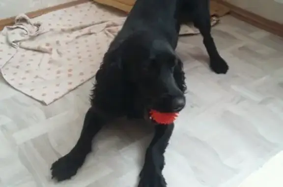 Пропала собака в Нягани, русский спаниель