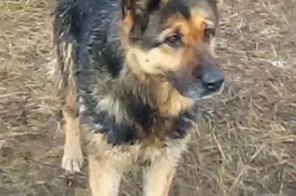 Найдена собака в деревне Рузино, возле Зеленограда
