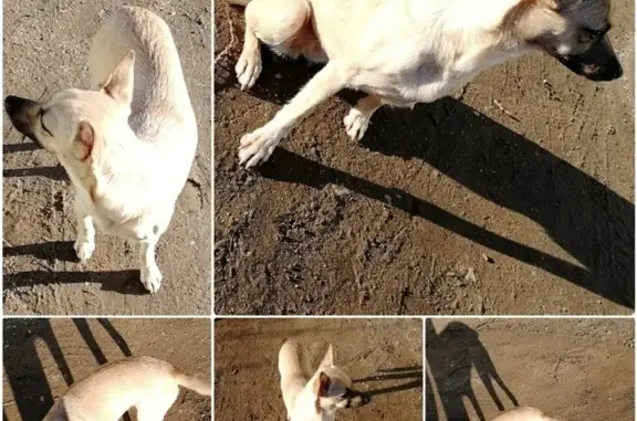 Найдена домашняя собака в Бологом районе