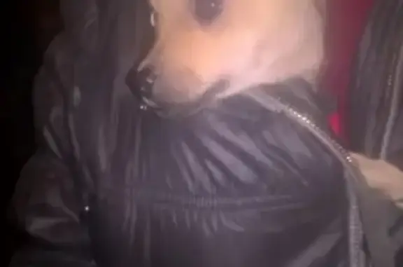 Найдена собака на Тихвинской в Ленинском районе