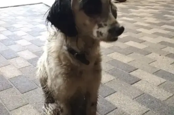Найдена собака в районе ЮМР, Краснодар