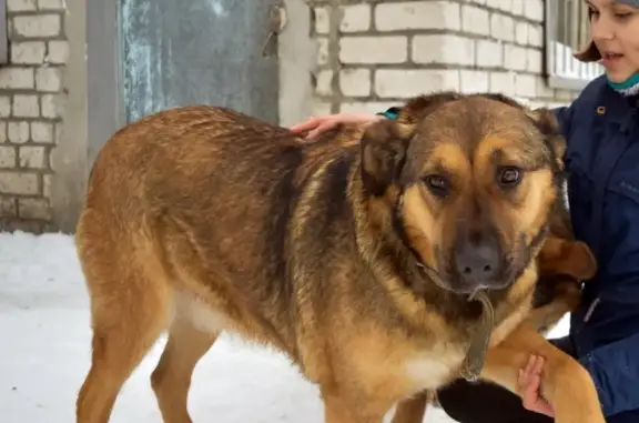 Пропала собака в Ульяновске, помогите найти!