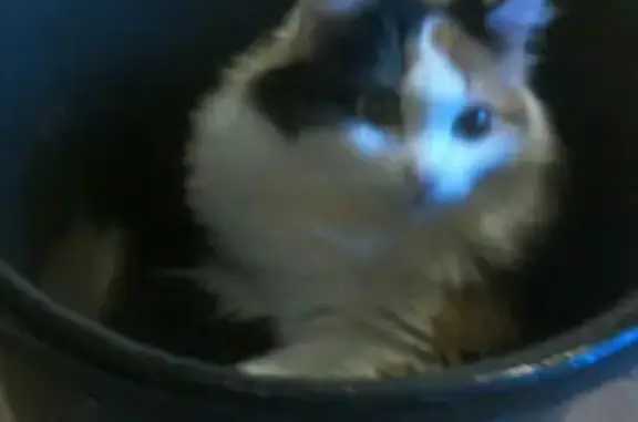 Пропала кошка в Таганроге: белый пушистый кот с черными пятнышками на голове.