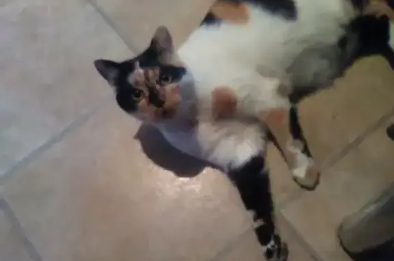 Кошки потеряшки, Смоленск, фото: Потеряшка кошка Мася в Тихвинке, Смоленск