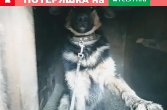 Найдена собака в Новокузнецке, ул. Красилова #потеряшки_зоозащита_нк