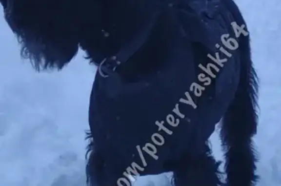 Пропала собака в лесу Тинь-Зинь, Россия, Саратов