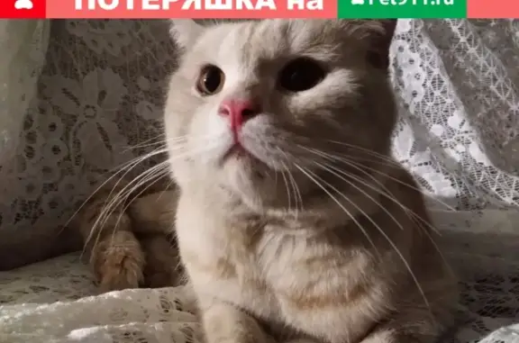 Найден кот на улице Белгородского Полка