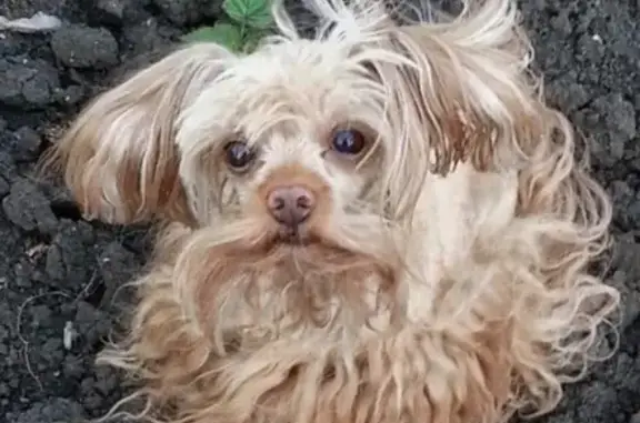 Собаки потеряшки, поселок Запорожское, фото: Потеряшка собака Хатико в Запорожском, нужна помощь!