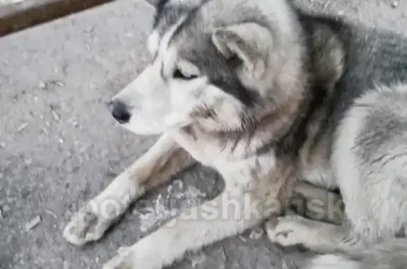 Пропала собака в Толмачёво, Новосибирск