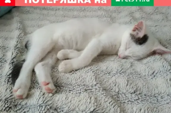 Кошки потеряшки, Йошкар-Ола, фото: Потеряшка белая кошка с черным хвостом в Йошкар-Оле, Республика Марий Эл