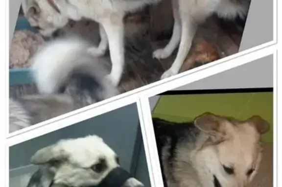 Пропала собака Женька в Ноябрьске