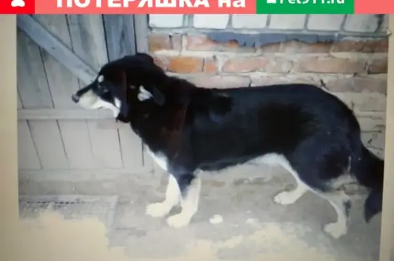 Пропала собака Жуля, адрес - ул. Севастьянова, Калининград.